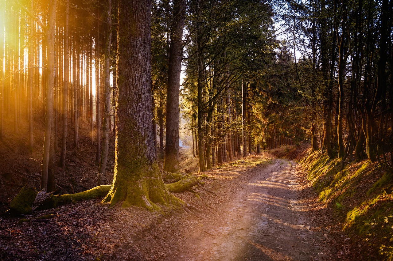 Exploring the Redwood Forests of Humboldt Redwoods State Park